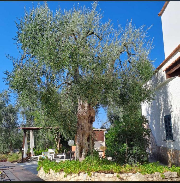 Azienda Agricola B&B Macchiaria ヴィエステ エクステリア 写真